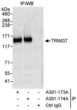TRIM37 Rabbit anti-Human, Polyclonal, Bethyl Laboratories 100 &mu;L; Unconjugated:Antibodies,