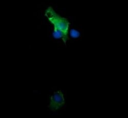 TRIM38 Monoclonal Antibody (OTI2G9), TrueMAB , OriGene:Antibodies:Primary