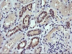 TRIM38 Monoclonal Antibody (OTI1B9), TrueMAB , OriGene 100 &mu;L; Unconjugated:Antibodies,