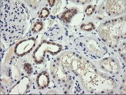 TRIM38 Monoclonal Antibody (OTI2G9), TrueMAB , OriGene 100 &mu;L; Unconjugated:Antibodies,