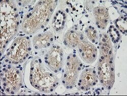 TRIM38 Monoclonal Antibody (OTI15B10), TrueMAB , OriGene 100 &mu;L; Unconjugated:Antibodies,