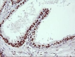 TRIM38 Monoclonal Antibody (OTI113D3), TrueMAB , OriGene 100 &mu;L; Unconjugated:Antibodies,