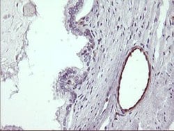 TRIM38 Monoclonal Antibody (OTI16D9), TrueMAB , OriGene 100 &mu;L | Buy Online | Origene Technologies | Fisher Scientific