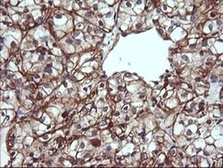 TRIM38 Monoclonal Antibody (OTI14B4), TrueMAB , OriGene 100 &mu;L; Unconjugated:Antibodies,