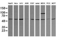 TRIM38 Monoclonal Antibody (OTI2G9), TrueMAB , OriGene 100 &mu;L; Unconjugated:Antibodies,