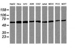TRIM38 Mouse anti-Canine, Human, Mouse, Rat, Clone: OTI15A3, liquid, TrueMAB