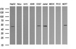 TRIM38 Monoclonal Antibody (OTI16D9), TrueMAB , OriGene 100 &mu;L | Buy Online | Origene Technologies | Fisher Scientific
