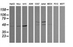 TRIM38 Monoclonal Antibody (OTI14B4), TrueMAB , OriGene 100 &mu;L; Unconjugated:Antibodies,