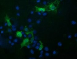TRIM44 Monoclonal Antibody (OTI6F10), TrueMAB , OriGene 30 &mu;L; Unconjugated:Antibodies,
