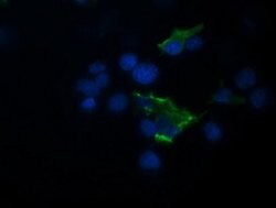 TRIM44 Mouse anti-Human, Clone: OTI1E10, lyophilized, TrueMAB 100 &mu;g;