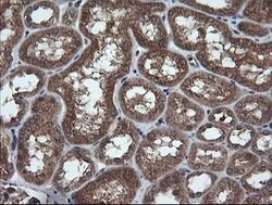TRIM44 Mouse anti-Human, Clone: OTI1E10, lyophilized, TrueMAB 100 &mu;g;
