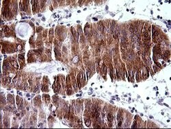 TRIM45 Monoclonal Antibody (OTI2B11), TrueMAB , OriGene:Antibodies:Primary