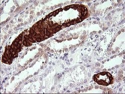 TRIM45 Monoclonal Antibody (OTI2B11), TrueMAB , OriGene 100 &mu;L; Unconjugated:Antibodies,