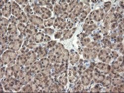 TRIM45 Monoclonal Antibody (OTI3G3), TrueMAB , OriGene 100 &mu;L; Unconjugated:Antibodies,