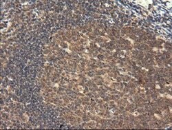 TRIM45 Monoclonal Antibody (OTI3G3), TrueMAB , OriGene 100 &mu;L; Unconjugated:Antibodies,