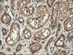 TRIM45 Monoclonal Antibody (OTI3G3), TrueMAB , OriGene 100 &mu;L; Unconjugated:Antibodies,