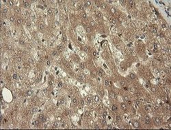 TRIM45 Monoclonal Antibody (OTI3G3), TrueMAB , OriGene 100 &mu;L; Unconjugated:Antibodies,