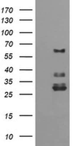 TRIM45 Monoclonal Antibody (OTI2D7), TrueMAB , OriGene 100 &mu;L; Unconjugated:Antibodies,