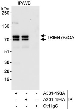 TRIM47/GOA Rabbit anti-Human, Polyclonal, Bethyl Laboratories 100 &mu;L;