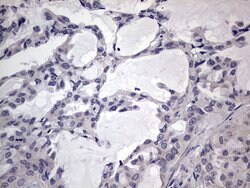 TRIM54 Mouse anti-Human, Clone: OTI7F8, liquid, TrueMAB 100 &mu;L; Unconjugated:Antibodies,