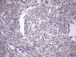 TRIM54 Mouse anti-Human, Clone: OTI7F8, liquid, TrueMAB 100 &mu;L; Unconjugated:Antibodies,