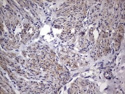 TRIM54 Mouse anti-Human, Clone: OTI7F8, liquid, TrueMAB 100 &mu;L; Unconjugated:Antibodies,