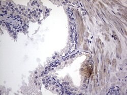TRIM54 Mouse anti-Human, Clone: OTI7F8, liquid, TrueMAB 100 &mu;L; Unconjugated:Antibodies,