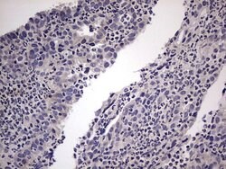 TRIM54 Mouse anti-Human, Clone: OTI7F8, liquid, TrueMAB 100 &mu;L; Unconjugated:Antibodies,