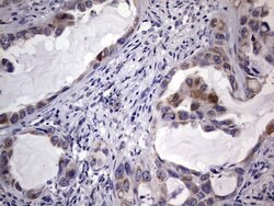 TRIM54 Monoclonal Antibody (OTI5A11), TrueMAB , OriGene 100 &mu;L; Unconjugated:Antibodies,