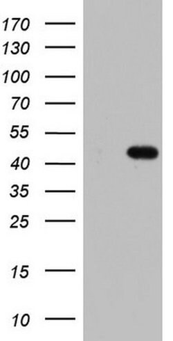 TRIM54 Mouse anti-Human, Clone: OTI7F8, liquid, TrueMAB 100 &mu;L; Unconjugated:Antibodies,