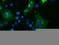 TRIM9 Monoclonal Antibody (OTI2H3), TrueMAB , OriGene 100 &mu;L; Unconjugated:Antibodies,