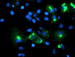 TRIM9 Monoclonal Antibody (OTI1G10), TrueMAB , OriGene 100 &mu;L; Unconjugated:Antibodies,