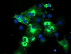TRIM9 Monoclonal Antibody (OTI3C9), TrueMAB , OriGene 100 &mu;L; Unconjugated:Antibodies,