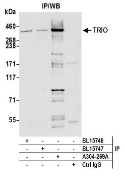 TRIO Polyclonal Antibody, Bethyl Laboratories:Antibodies:Primary Antibodies