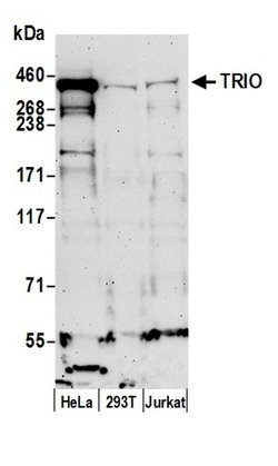 TRIO Polyclonal Antibody, Bethyl Laboratories 20 &mu;L; Unconjugated:Antibodies,