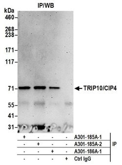 TRIP10/CIP4 Rabbit anti-Human, Polyclonal, Bethyl Laboratories 10 &mu;L;