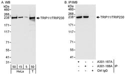 TRIP11/TRIP230 Rabbit anti-Human, Polyclonal, Bethyl Laboratories 100 &mu;L;