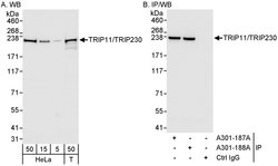 TRIP11/TRIP230 Rabbit anti-Human, Polyclonal, Bethyl Laboratories 100 &mu;L;