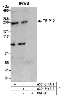 TRIP12 Rabbit anti-Human, Polyclonal, Bethyl Laboratories 100 &mu;L; Unconjugated:Antibodies,
