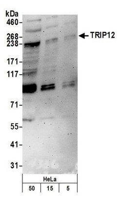 TRIP12 Rabbit anti-Human, Polyclonal, Bethyl Laboratories 100 &mu;L; Unconjugated:Antibodies,