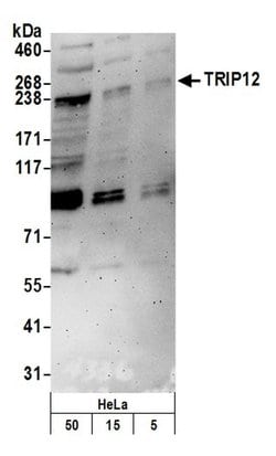 TRIP12 Polyclonal Antibody, Bethyl Laboratories 20 &mu;L; Unconjugated:Antibodies,