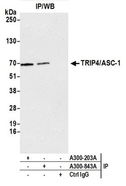 TRIP4/ASC-1 Rabbit anti-Human, Mouse, Polyclonal, Bethyl Laboratories 100