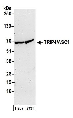 TRIP4/ASC-1 Rabbit anti-Human, Polyclonal, Bethyl Laboratories 100 &mu;L;