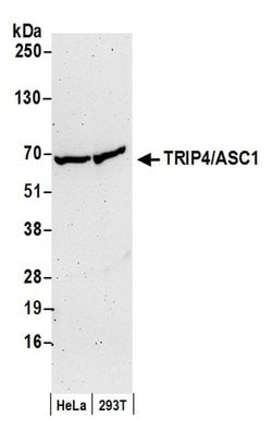 TRIP4/ASC-1 Polyclonal Antibody, Bethyl Laboratories 20 &mu;L; Unconjugated:Antibodies,
