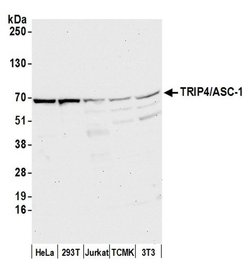 TRIP4/ASC-1 Rabbit anti-Human, Mouse, Polyclonal, Bethyl Laboratories 100