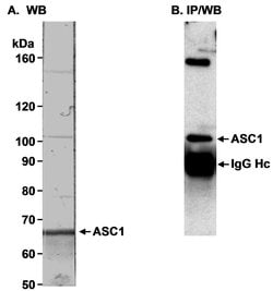 TRIP4/ASC-1 Rabbit anti-Human, Polyclonal, Bethyl Laboratories 100 &mu;L;