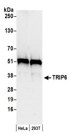 TRIP6 Rabbit anti-Human, Polyclonal, Bethyl Laboratories 100 &mu;l; Unlabeled:Antibodies,