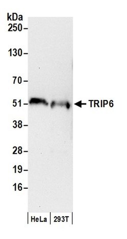 TRIP6 Rabbit anti-Human, Polyclonal, Bethyl Laboratories 100 &mu;L; Unconjugated:Antibodies,