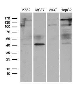TRMT12 Mouse anti-Human, Clone: OTI3D1, lyophilized, TrueMAB 100 &mu;g;