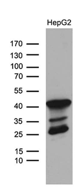 TRMT12 Monoclonal Antibody (5C9), TrueMAB , OriGene 30 &mu;L; Unconjugated:Antibodies,